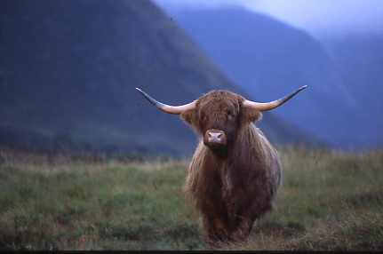 wildlife art,wildlife artists,bas,art of bas,bas-art,wildlife artist,wildlife,art,scotland, bbc,alladale wildlerness reserve,alladale,scottish highlands,highland cattle,glen alladale